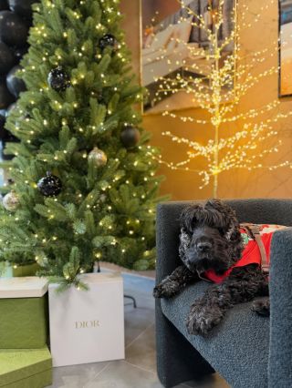 Celý můj tým včetně Diorka bude se na vás těšit 20.11 na naší vánoční pyžamové párty na showroomu!!🤍🤍🤍 Přijďte!